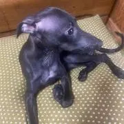 博士