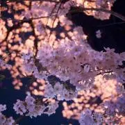 ＊sakura＊