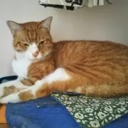 みーけの画像