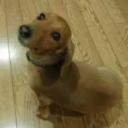 Robirobiの画像