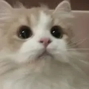 ゆ