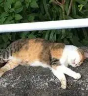 ネコニャン♡プロフご一読ください♡の画像