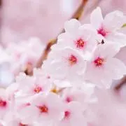小桜花の画像