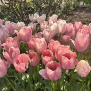 みにみにの画像