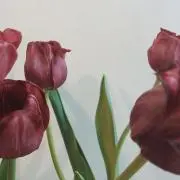 Emmの画像