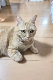 きなこの画像