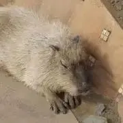 うーやん　思いっきり断捨離中の画像