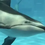 プードル