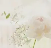yukidarumaの画像