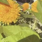 すいの画像