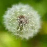 pipiの画像