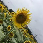 Himawariの画像