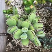いもぼん