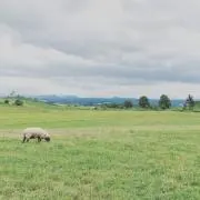 sicの画像