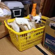 あいこの画像