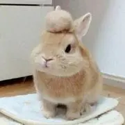 あいさん