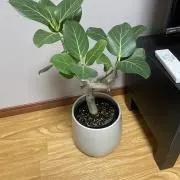 ノザ吉の画像