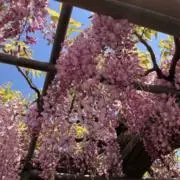 moeの画像
