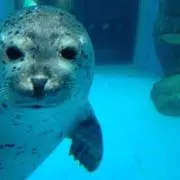 ふるーの
