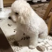 ごんちゃん