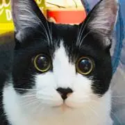ちゃたの画像