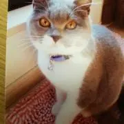 ブリティッシュ