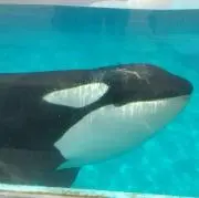 ORCA
