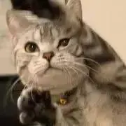 りりあの画像