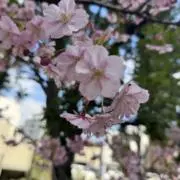 ◡̈♡の画像