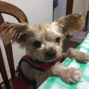かけ