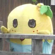 きょん
