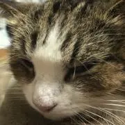 ポン