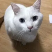 たまちゃんの画像