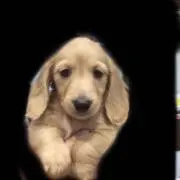 ミル