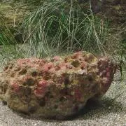 Pica-chanの画像