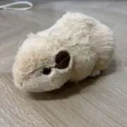 りすの画像