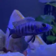 ひまわり