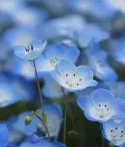 ショコラの画像