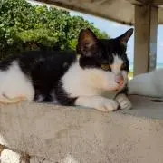 むらさき