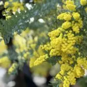 すぐるんの画像