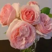 ゆーかりの画像