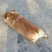 ⭐️わんわんお+*-⭐各種割引ありの画像