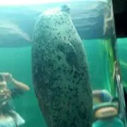 てんの画像
