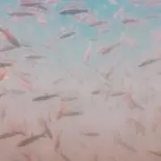 もずくの画像