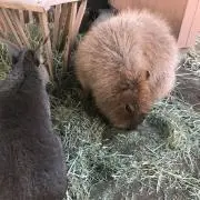 みどりの画像