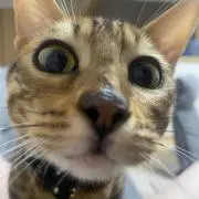 らいめり