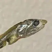 やこの画像