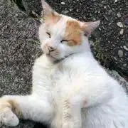 Omy