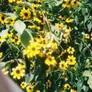 natreeの画像