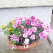 ぶんちゃんの画像